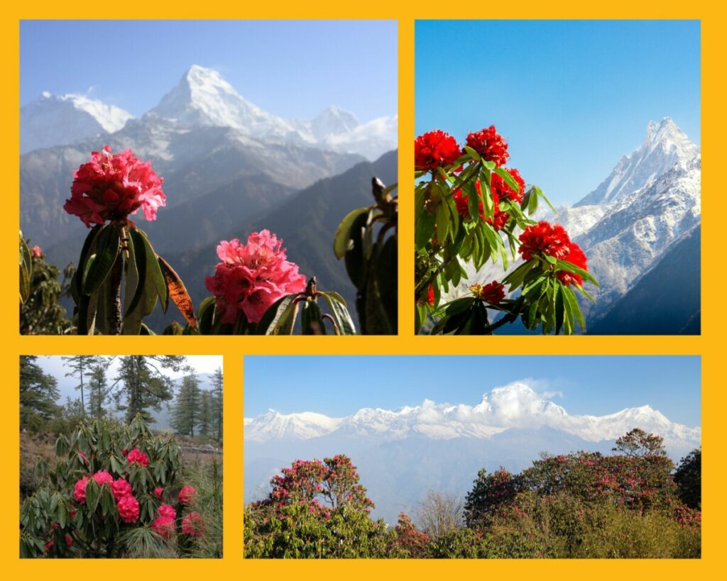 Rhododendrenblüte in Nepal