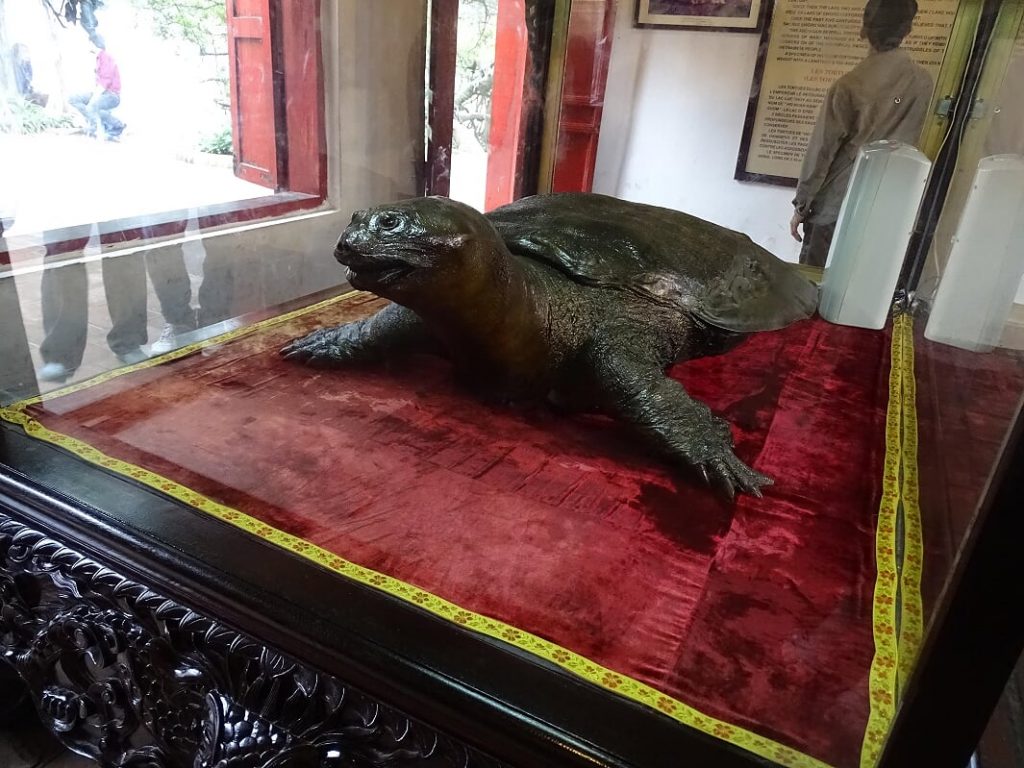 Schildkröte im Jadebergtempel im Hoan -Kiem-See Hanoi