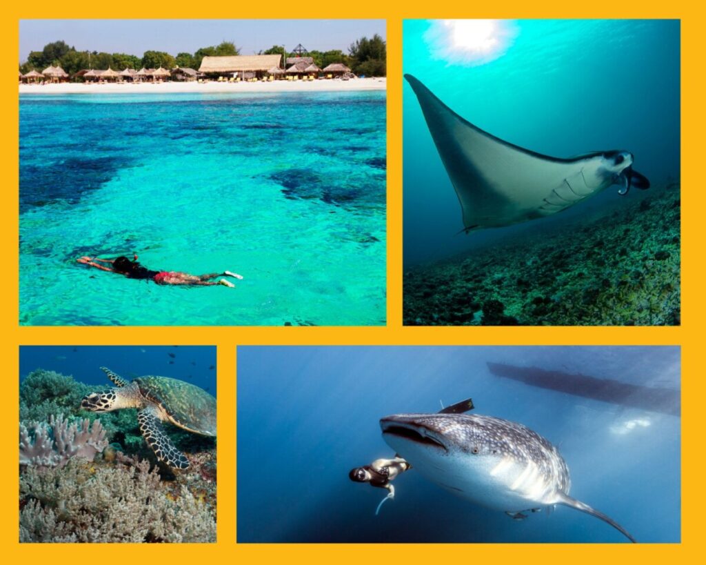 Schnorcheln auf den Gili Inseln, Rochen, Schildkröten und tauchen mit Walhaien