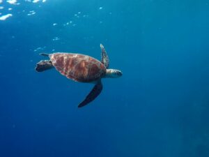 Grüne Schildkröte schwimmt im Meer vor Gili Trawangan