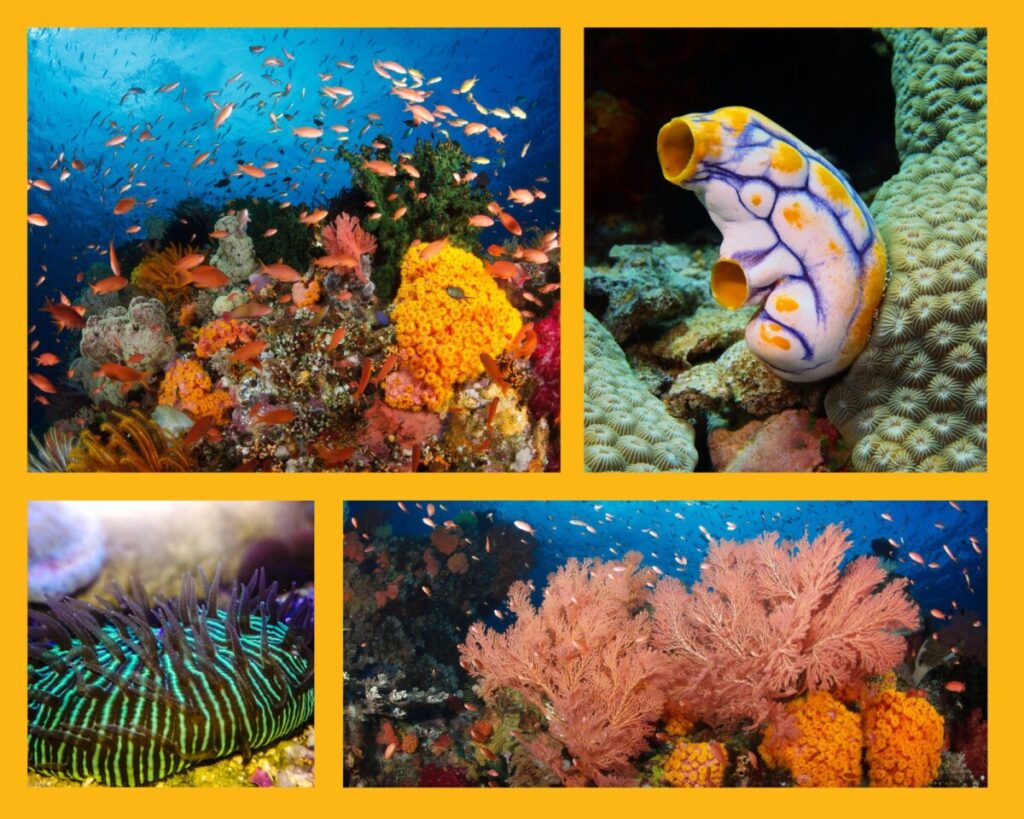 Traumhafte Unterwasserwelt Indonesiens
