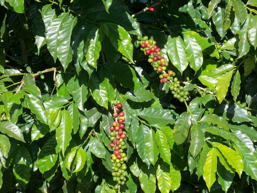 Kaffeekirschen am Baum