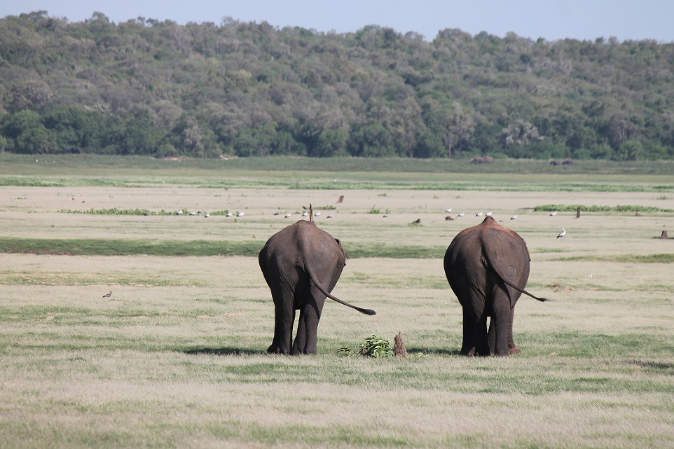 Elefanten im Gal Oya Nationalpark - Sri Lanka