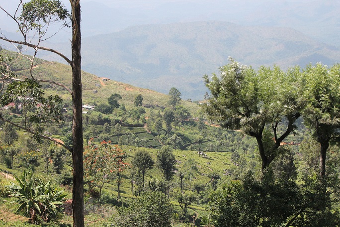 Aussicht auf Teefelder bei der Wanderung in Haputale - Sri Lanka 