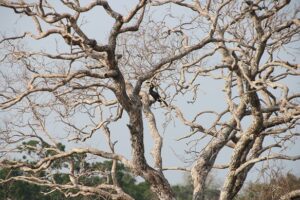 Malabar Hornvogel in einem Baum im Wilpattu Nationalpark - Sri Lanka