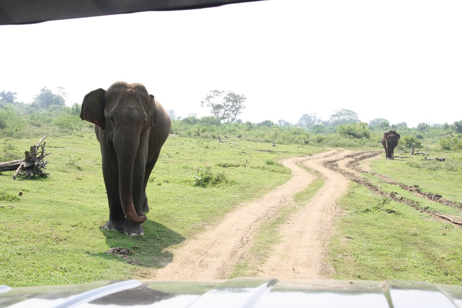 Elefanten im Udawalawe Nationalpark - Sri Lanka