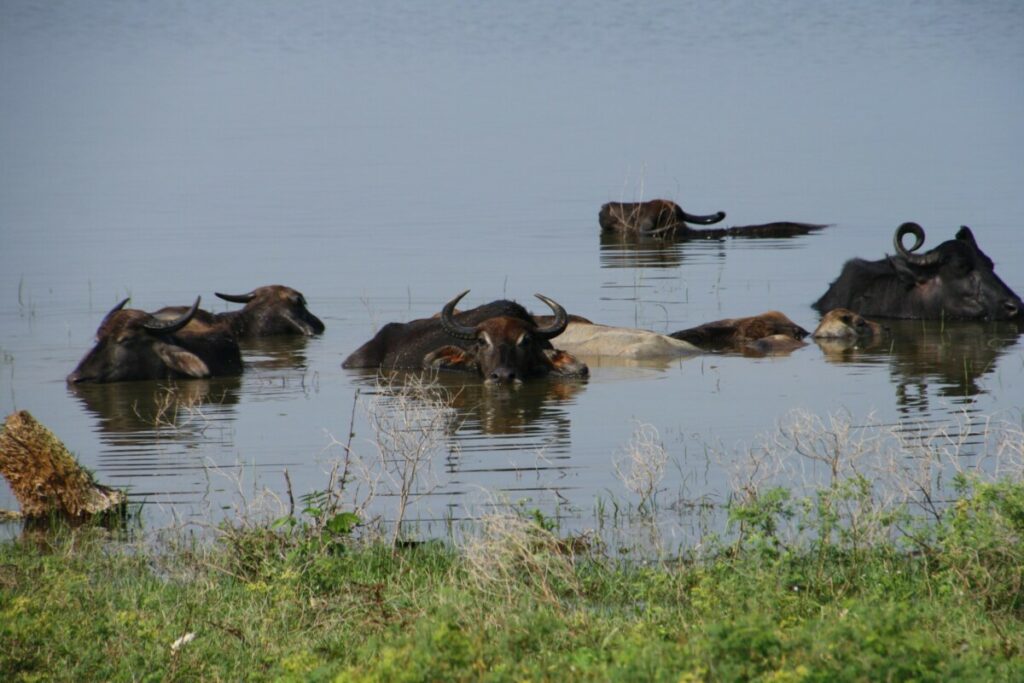 Wasserbüffel baden im Udawalawe-Nationalpark