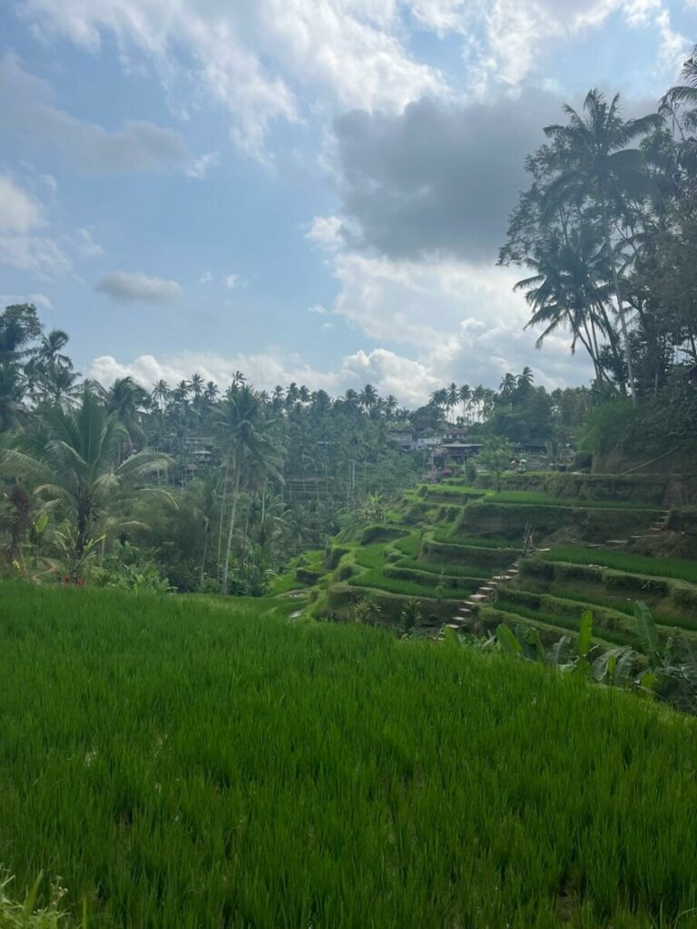 Ausblick auf die saftig-grünen Reisfelder von Kajeng