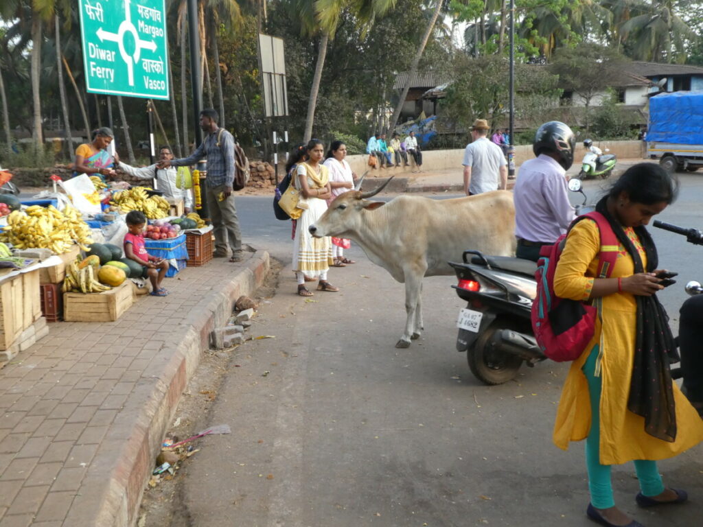 Heilige Kuh auf den Straßen Indiens