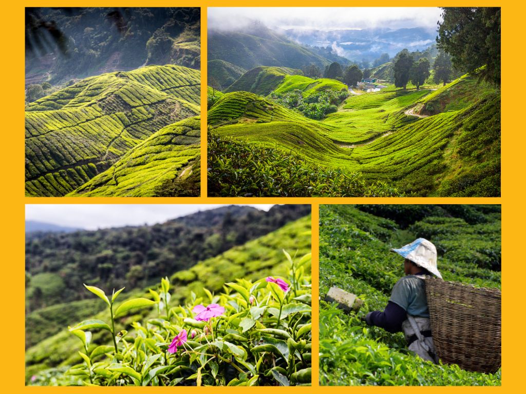 Cameron Highlands