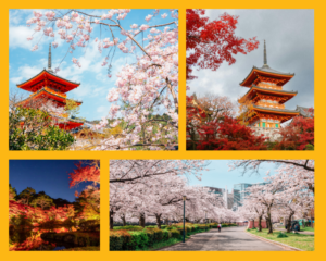 Kirschblüten vor einer Pagode, ein rot gefärbter Ahornbaum im Herbst, ein nächtlich beleuchteter Garten und eine blühende Kirschbaumallee in Japan